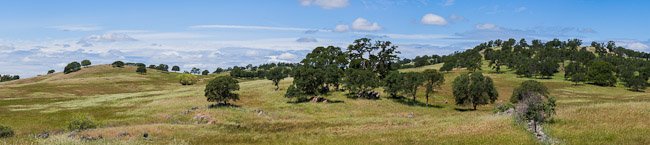 oaks in the foothills