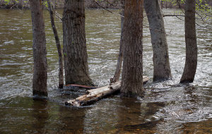 Merced spring flow