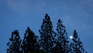 moon in pines