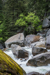 Merced with moss and tree